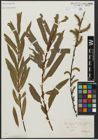 Foto von Salix paracalliantha A. Camus & E. G. Camus